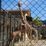 京都動物園へ遠足