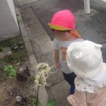 白い彼岸花みつけたよ